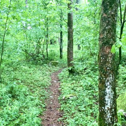 SEEDS: Born from a Question