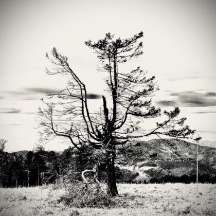 Poetree Gestell X – A decentralized autonomous installation