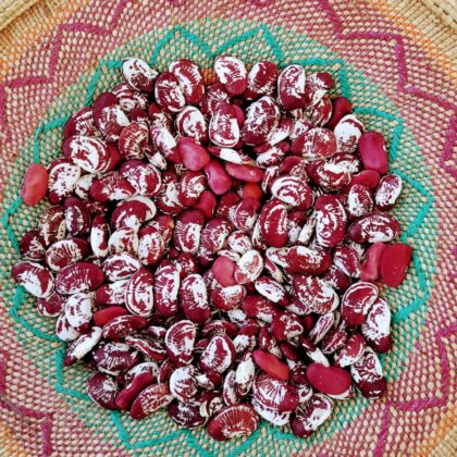 SEEDS Vision Stories: Inspiring a Path of Plenty