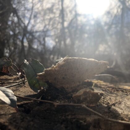 My 8 Month Journey through the Seeds Ecosystem